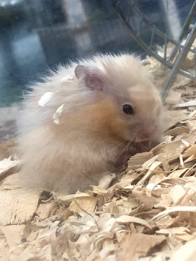 Pet Supply Store «Pet Supermarket», reviews and photos, 1080 Alafaya Trail, Oviedo, FL 32765, USA