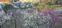 玉手山公園梅林