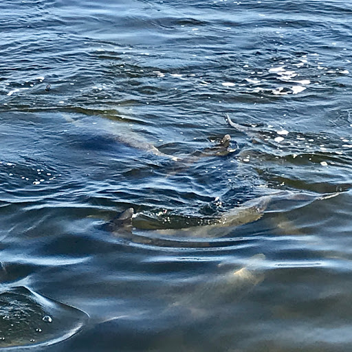 Sporting Goods Store «KAYAKS BY BO INC.», reviews and photos, 410 S Hopkins Ave, Titusville, FL 32796, USA