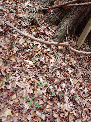 Nature Preserve «MaryAnn Brown Nature Preserve», reviews and photos, 13515 LA-965, St Francisville, LA 70775, USA