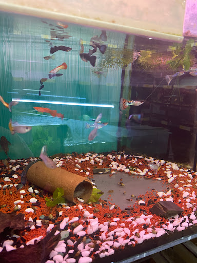 Aquaristik Shop Lothar Schilling unter Hellenhahn-Schellenberg, 