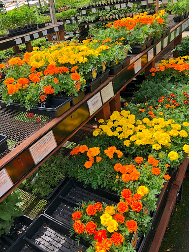 Plant Nursery «Orchard Nursery and Florist», reviews and photos, 4010 Mt Diablo Blvd, Lafayette, CA 94549, USA