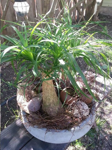 Florist «La Petite Fleur», reviews and photos, 259 Prescott St, St Paul, MN 55107, USA