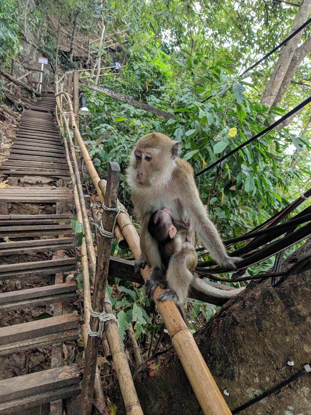 Monkey Trail, Ao Nang