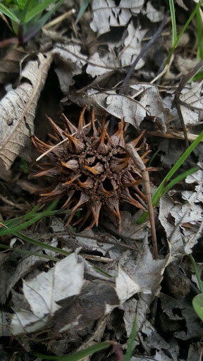 Park «Wayne County Parks & Rec», reviews and photos, 33175 Ann Arbor Trail, Westland, MI 48185, USA