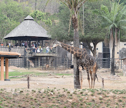Khao Kheow Open Zoo photo