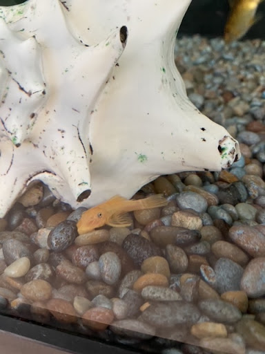 Pet Store «WorldWide Fish & Pets», reviews and photos, 61 Amity Rd, New Haven, CT 06515, USA