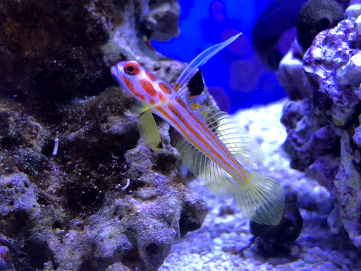 Tropical Fish Store «Advanced Marine Aquatics», reviews and photos, 1083 Willis Ave, Albertson, NY 11507, USA