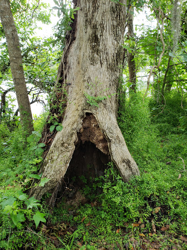 Golf Course «Golf Club Of Jupiter Inc», reviews and photos, 1800 Central Blvd, Jupiter, FL 33458, USA