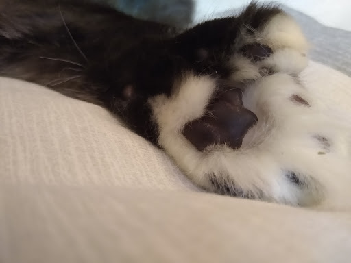 Pet Supply Store «PetSmart», reviews and photos, 2 Bourne Bridge Approach #2, Bourne, MA 02532, USA