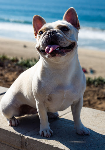 Dog breeder Long Beach