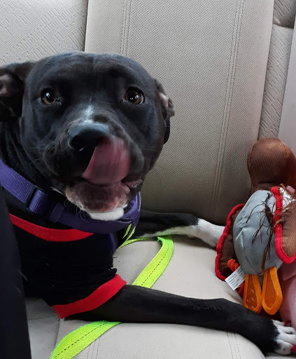 Pet Supply Store «PetSmart», reviews and photos, 401 S Mt Juliet Rd #645, Mt Juliet, TN 37122, USA