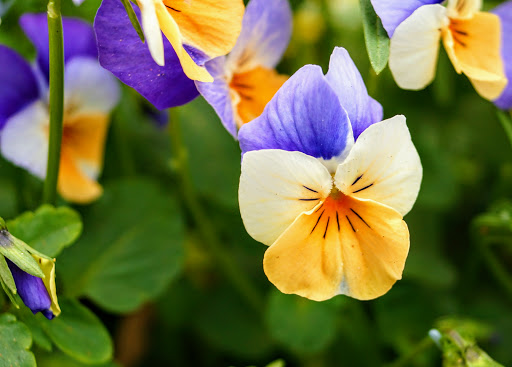 Produce Market «Madison Produce», reviews and photos, 132 E Washington St, Madison, GA 30650, USA