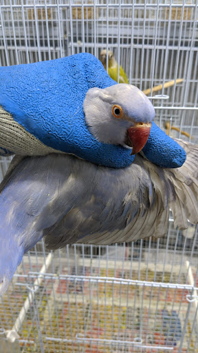 Pet Supply Store «Neighborhood Pet Shop», reviews and photos, 574 Hialeah Dr, Hialeah, FL 33010, USA