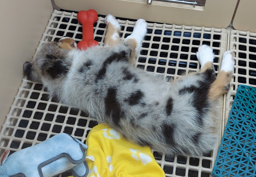 Pet Store «Petland», reviews and photos, 5470 Dixie Hwy, Fairfield, OH 45014, USA