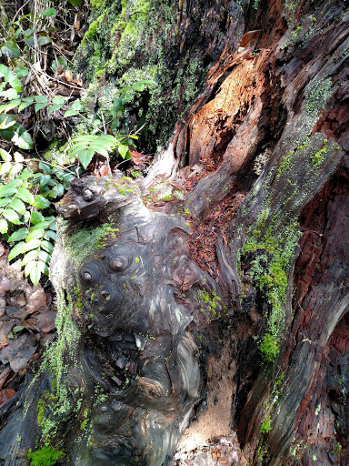 Park «Cooper Mountain Nature Park», reviews and photos, 18892 SW Kemmer Rd, Beaverton, OR 97007, USA