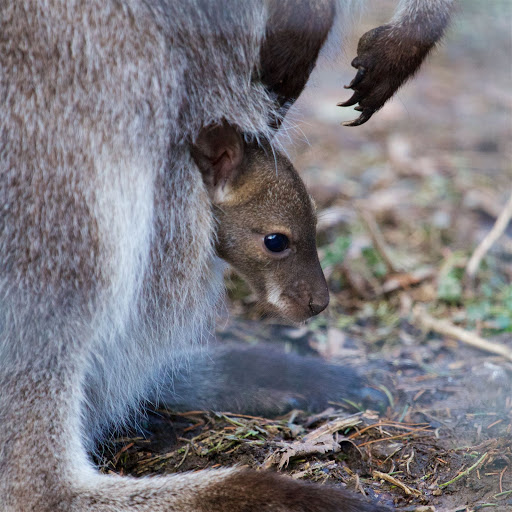 Zoo «Trevor Zoo at Millbrook School», reviews and photos, 282 Millbrook School Rd, Millbrook, NY 12545, USA