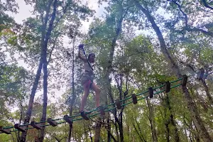 Il Tasso Scatenato - Parco Avventura di Maremma image