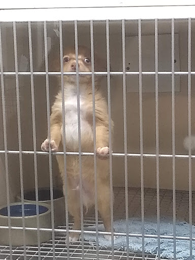 Pet Store «Pets Plus-Reptiles & Exotic», reviews and photos, 421 West Ave, Lockport, NY 14094, USA