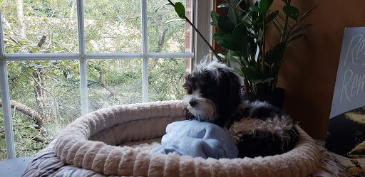 Pet Groomer «Tidy Dog Pet Supply & Salon», reviews and photos, 2612 Lebanon Pike A, Nashville, TN 37214, USA