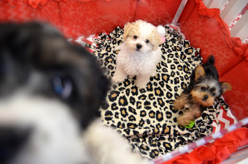 Pet Store «Charm City Puppies», reviews and photos, 8205 Snowden River Pkwy, Columbia, MD 21045, USA