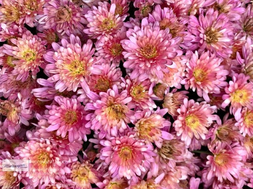 Florist «Fioravanti Florist», reviews and photos, 2279 Clifford Ave, Rochester, NY 14609, USA