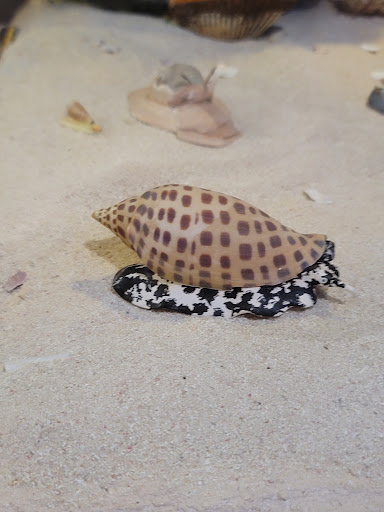 Museum «Bailey-Matthews Shell Museum», reviews and photos, 3075 Sanibel Captiva Rd, Sanibel, FL 33957, USA