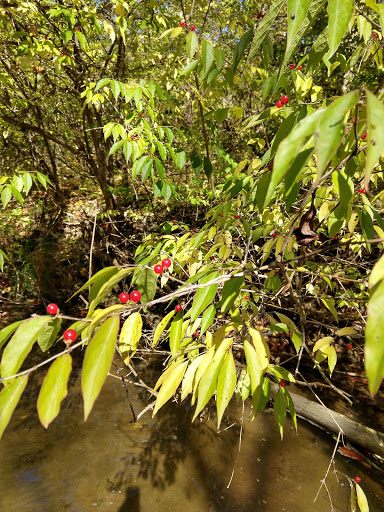 Nature Preserve «Thistlethwaite Falls», reviews and photos, 65 Waterfall Rd, Richmond, IN 47374, USA