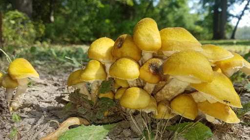 Nature Preserve «Sauk Trail Woods», reviews and photos, 3028 Forest Preserve Dr, Chicago Heights, IL 60411, USA