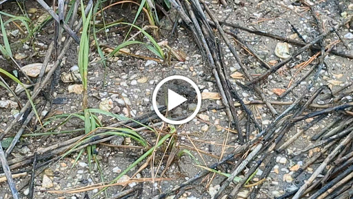 Park «Morse Park Landing», reviews and photos, 4939 US-17 BUS, Murrells Inlet, SC 29576, USA