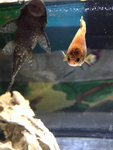 Pet Store «Species Pet Supply», reviews and photos, 1935 W Brandon Blvd, Brandon, FL 33511, USA