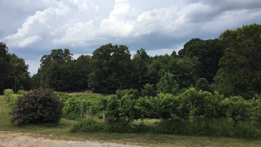 Vineyard «Lexington Vineyard», reviews and photos, 2000 Dog Hollow Rd, Lynnville, TN 38472, USA