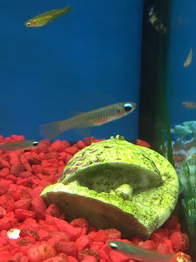 Pet Store «Critter Hut Aquarium & Pets», reviews and photos, 6637 Post Rd, North Kingstown, RI 02852, USA