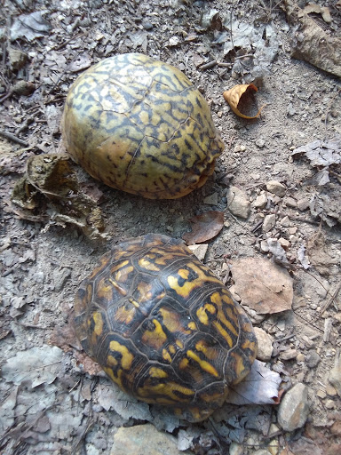 Park «Buffalo Trace Park», reviews and photos, 1540 US-150, Palmyra, IN 47164, USA