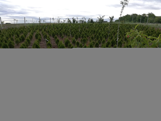 Örökzöld Forrás Bt. - Gyömrő