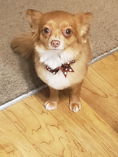 Pet Groomer «Pet Choice», reviews and photos, 4203 MacArthur Blvd, Oakland, CA 94619, USA