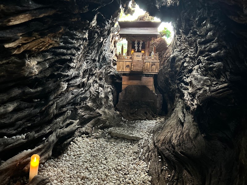 牛島神社の楠