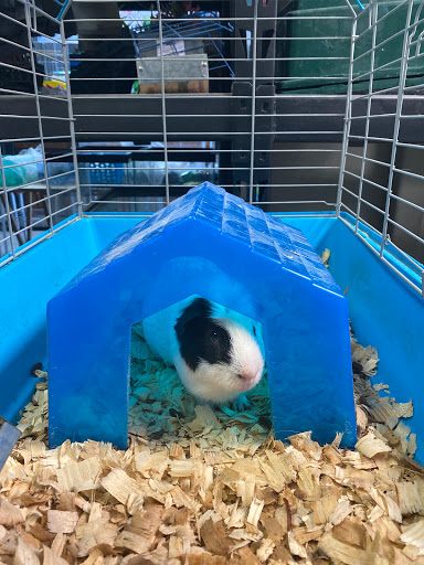 Pet Store «La Jungla Pet Shop», reviews and photos, 1865 W Flagler St, Miami, FL 33135, USA