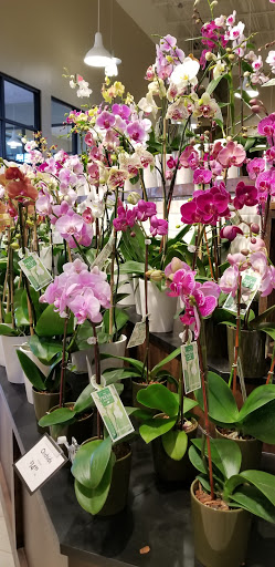 Grocery Store «The Fresh Market», reviews and photos, 4223 Providence Rd, Charlotte, NC 28211, USA