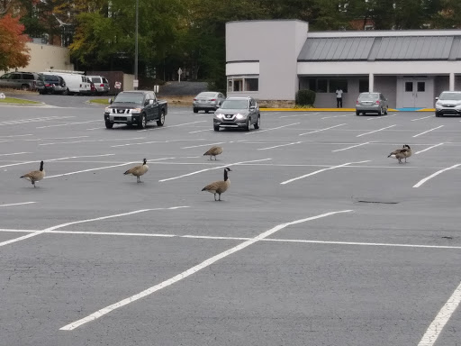 Dollar Store «Dollar Tree», reviews and photos, 4015 Holcomb Bridge Rd #500, Norcross, GA 30092, USA