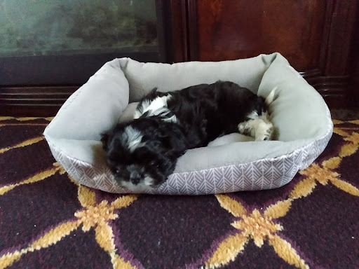 Pet Store «Pets Plus», reviews and photos, 454 TN-46, Dickson, TN 37055, USA