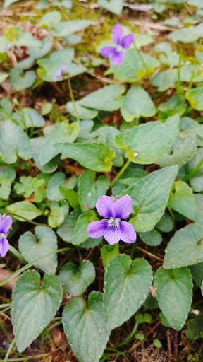 Golf Course «Bur-Mil Park Golf Course», reviews and photos, 5834 Bur-Mill Club Rd, Greensboro, NC 27410, USA