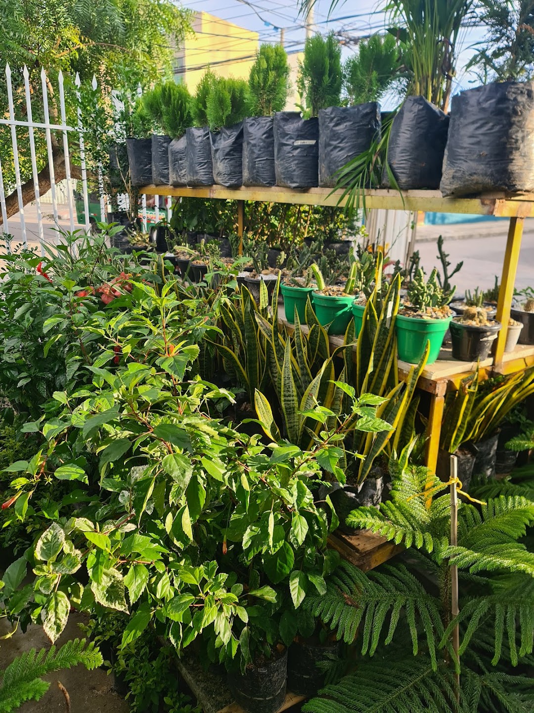 Vivero el Eden de Eli