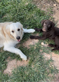 The Spot 4 Dogs - Photo 7 - Car repair in Powell, TN, Knoxville