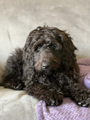 Pet Store «Puppies N Love», reviews and photos, 7700 W Arrowhead Towne Center, Glendale, AZ 85308, USA