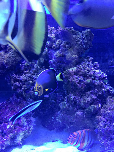 Tropical Fish Store «Reef Oasis», reviews and photos, 7669 Mentor Ave, Mentor, OH 44060, USA