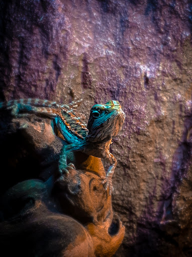 Pet Supply Store «PetSmart», reviews and photos, 1945 Pavilion Way, Lexington, KY 40509, USA