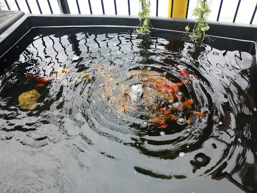 Pet Store «Critter Pet Shop», reviews and photos, 19309 Ecorse Rd, Allen Park, MI 48101, USA