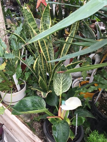 Florist «Ames Greenhouse», reviews and photos, 3011 S Duff Ave, Ames, IA 50010, USA