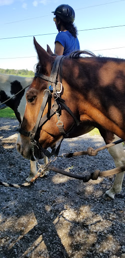 Tourist Attraction «Jordan Hollow Stables», reviews and photos, 657 Pine Grove Rd, Stanley, VA 22851, USA